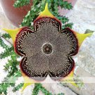 Edithcolea Grandis Succulent Carrion Flower Seeds approx 15 Seeds / Pack NF354 for Garden and Planti