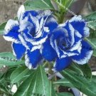 New Rare Blue Desert Rose (Adenium) 2 Seeds, 100% True Variety for Garden and Planting