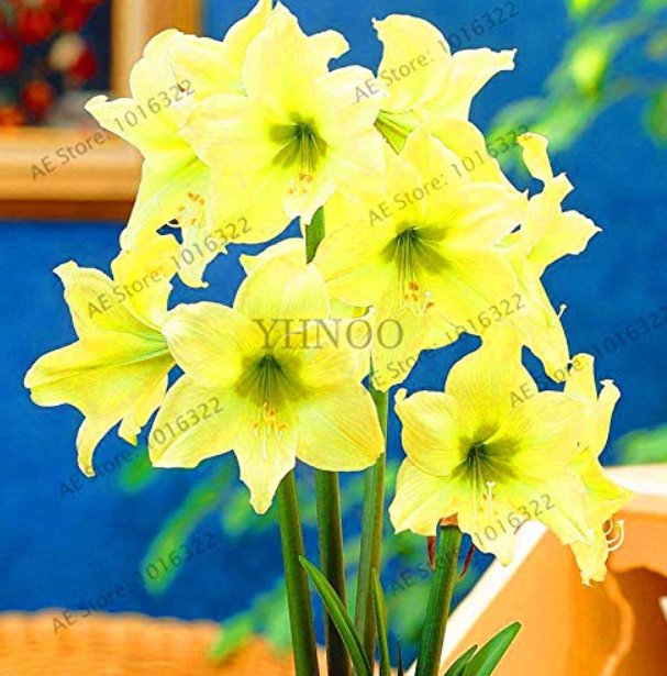 Super Big Bulb True Amaryllis Bulbs,hippeastrum Flowers Bulbs Rare Bonsai Plants Barbados Lily Potte