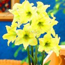 Super Big Bulb True Amaryllis Bulbs,hippeastrum Flowers Bulbs Rare Bonsai Plants Barbados Lily Potte Super Big Bulb True Amaryllis Bulbs,hippeastrum Flowers Bulbs Rare Bonsai Plants Barbados Lily Potte