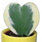Hoya Kerrii 'Variegate' Seeds Sweetheart Plant Lucky-Heart Succulent 100/pack for Garden and Plantin