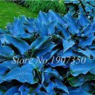 120 Colorful Hosta Seeds Perfect Color Perennials Plantain Mixed Beautiful Lily Flower White Lace Ho