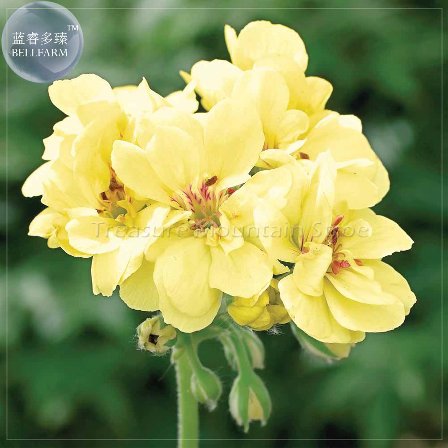 Geranium 'Custard Cream' Yellow Flower Seeds for Garden and Planting
