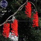 Rare Mucuna Benettii Red Jade Vine Seeds, beautiful woody climbing perennial flowers for Garden and 