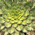 100 Oxalis palmifrons Bonsai Rare Flower Bonsai Perennial Indoor Flowering Pot Plants Leaves Like Pa