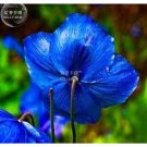 New Poppy , Himalayan , BLUE MECONOPSIS , Rare Perennial Flower , 50 + Seeds for Garden and Planting