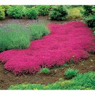 Creeping Thyme Seeds Rock Cress Seeds Perennial Ground Cover Flower Pink Red Colors for Garden and P
