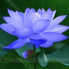 1 Professional Pack, 1 seed / pack, Blue Nelumbo Nucifera China Beautiful Lotus Pad Flower Pond Lotu