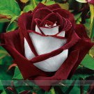 Osiria Rose Hybrid Seeds, Fresh Exotic Blood Red and White Rose Flower for Garden and Planting Osiria Rose Hybrid Seeds, Fresh Exotic Blood Red and White Rose Flower for Garden and Planting