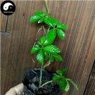 100 Plant Herb Jiaogulan Grow Medicine Herbs Tea for Garden and Planting