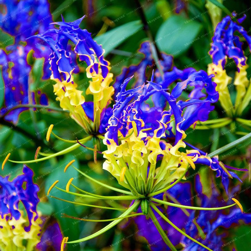 1PC GLORIOSA SUPERBA Blub Yellow Blue Glory Lily Flame Lily Flower for Garden and Planting