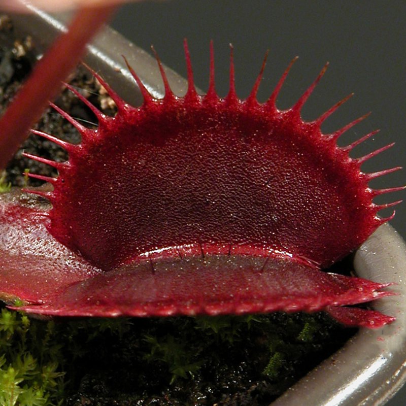 100 Red Dragon Flytrap Seeds for Garden and Planting