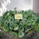 Peperomia sandersii Seeds 100 Piperaceae Watermelon Peperomia Evergreen Ornamental Plants for Garden