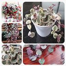 100  Ceropegia Woodii Seeds for Garden and Planting