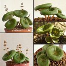 100 Fresh Real Crassula Umbella Semillas Bonsai Succulents Plant Seeds for Garden and Planting