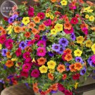 'Xiao Jiujin' Hanging Mixed Bonsai Petunia Hybrid Seeds, 200 seeds, professional pack, a must for ha 'Xiao Jiujin' Hanging Mixed Bonsai Petunia Hybrid Seeds, 200 seeds, professional pack, a must for ha