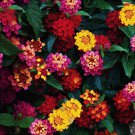 SIXTEENHOKI Lantana Camara Perennial Bonsai Flowers, 20 Seeds, several colors for your choose great SIXTEENHOKI Lantana Camara Perennial Bonsai Flowers, 20 Seeds, several colors for your choose great