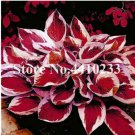 Promotion! 150  Beautiful Hosta Bonsai, Perennials Lily Flower Shade Hosta Flower Grass Bonsai Ornam