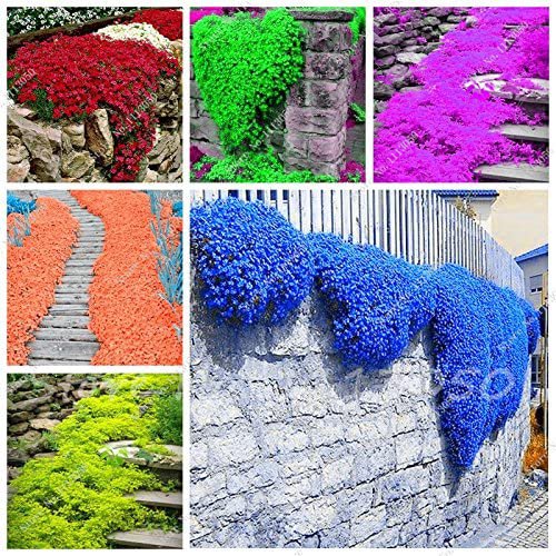Rainbow Creeping Thyme Plants Blue Rock CRESS Plants - Perennial Ground Cover Flower,Natural Growth 