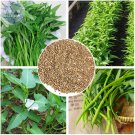 SIXTEENHOKI Thai Water Spinach Kangkong Vegetable Seeds, heirloom organic swamp cabbage E4202xR1 for