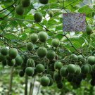 SIXTEENHOKI Luo Han Guo Siraitia Grosvenorii Bonsai, 10/pack, heirloom fruitseeds for Garden and Pla