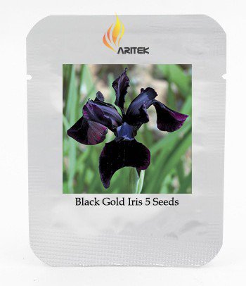 Siberian Iris Black Gold Iris Chrysographes Flower Seeds, Professional Pack, 5 Seeds / Pack E3346 fo