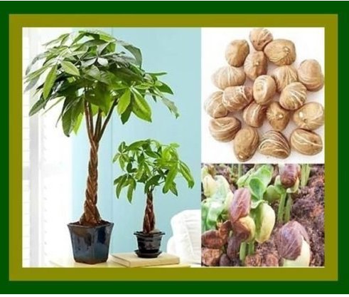 money tree pachira aquatica malabar chestnut for Garden and Planting