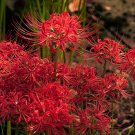 10/lot Lycoris Species of Fresh Bulbs Garden Plants Potted Bonsai Hot Red Bana Bulbs for Garden and 