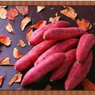 Leguminosae sweet potato seeds,100/bag for Garden and Planting Leguminosae sweet potato seeds,100/bag for Garden and Planting