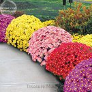 Heirloom Rare Ground-cover Chrysanthemum (Yellow Pink Red Mixed Different Colors) Hardy Seeds for Ga