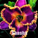 Bonsai Unique 50 Daylilies -Hemerocallis Fulva Day-Lily Flower Mixed Color Flower Bonsai planta Pere