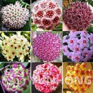 24 Color Available Rare Ball Orchid Flower Bonsai Perennial Garden Plant Hoya Carnosa Flower Plant 1
