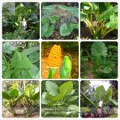 Heirloom Alocasia Macrorrhiza Green Giant Taro Indoor Plant Seeds 12 Seeds / Pack, Elephant Ear Taro