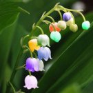 SIXTEENHOKI Rare Colorful Lily of the Valley Convallaria Majalis Perennial Flowers Seeds 50+ for Gar