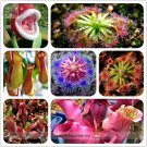 Insect-catching Plant Enchantress Carnivorous Bonsai Seeds, Professional Pack, 100 Seeds / Pack, Ind