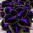 Coleus Black/Blue 100 seeds - Painted Nettle - blumei - Solenostemon - Coleus scutellarioides - Flam