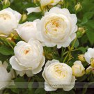 Imported 'Claire Austin' Rare White Shrub Rose Flower Seeds, Professional Pack, 50 Seeds / Pack, Lar