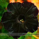 Rare Super Black Cat Petunia Flower Seeds, Professional Pack, 100 Seeds / Pack, New Annual Bonsai Pe