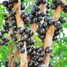 1PC Jabuticaba Fruit Seed Brazilian Grape Tree Seed (all sprouted, we removed it first) for Garden a
