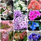 50 / Bag Rare Bougainvillea Seeds DL245C for Garden and Planting