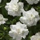 Blanket Double White Petunia Seeds 200 hybrid for Garden and Planting
