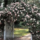 New Dawn White Pink Climbing Rose Plant Flower Seeds, Professional Pack, 50 Seeds / Pack, Light Frag