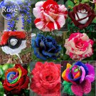 Mixed 9 Types of Rare Rose Perennial Flowers, 50 seeds, Pink Black Red Purple chocolate coffee Blue 