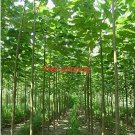 200seeds/pack fast growing tree Paulownia seeds for Garden and Planting 200seeds/pack fast growing tree Paulownia seeds for Garden and Planting