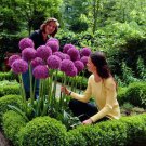Heirloom Allium Giganteum Giant Onion with Purple Flower Seeds for Garden and Planting