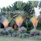 100 /Bag Purple Travelers Palm Flores Bonsai, Ravenala Madagascariensis Chinese Fan Palm Plant,Tall 