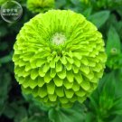 Zinnia Dahlia Giant Lime Queen Zinnia Elegans, Professional Pack, 50 Seeds, Envy Double Green Fliowe Zinnia Dahlia Giant Lime Queen Zinnia Elegans, Professional Pack, 50 Seeds, Envy Double Green Fliowe