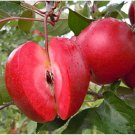 50 /Pack Red-Fleshed Apple Seeds Redlove Apple Fruit Tree Seed Garden Planting for Garden and Planti