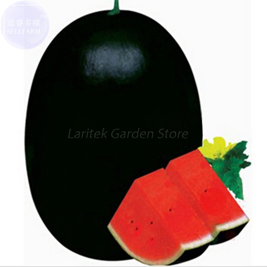 BELLFRAM Giant Sweet Black Watermelon Seeds, 20 Seeds, Professional Pack, huge delicious earliest co