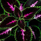 Coleus King Kong Seeds - 100 Rare Seeds for Planting - Vibrant Blooms, Great for Shade or Indoors fo Coleus King Kong Seeds - 100 Rare Seeds for Planting - Vibrant Blooms, Great for Shade or Indoors fo
